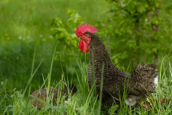 кехлибарен доминиращ