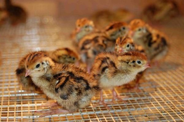Poussins de caille
