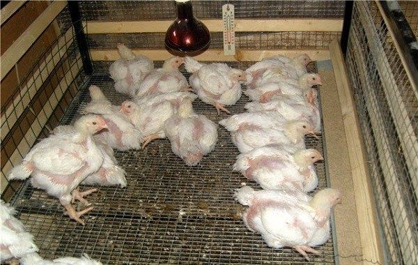 Salmonellosi Polli da carne