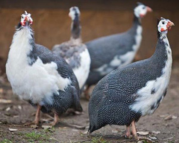 Guinea Fowl