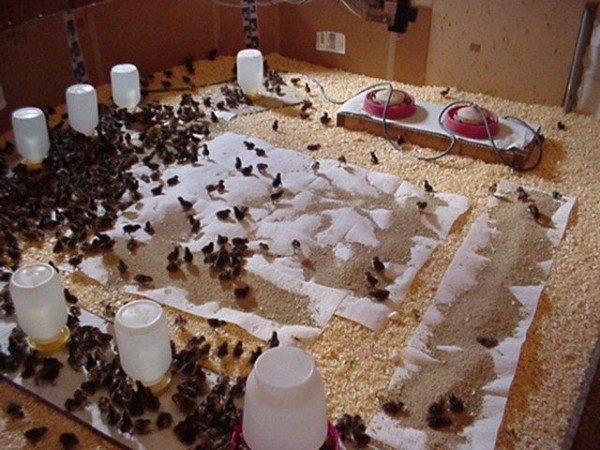 La comparsa di quaglie, cura per loro nei primi giorni di vita