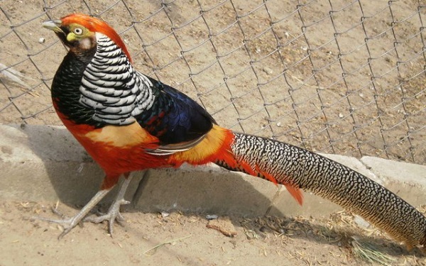  allevamento di fagiani