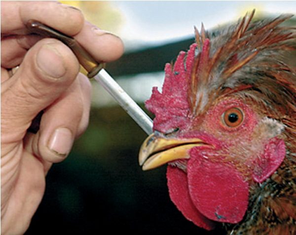 Prevenzione del pollame