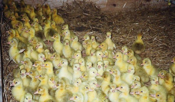 Φύλλα στο στυλό