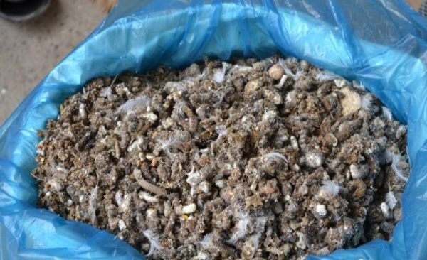 Litière de poulet dans un seau