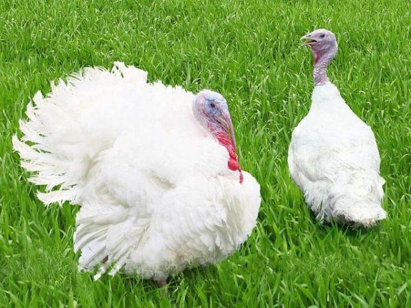 Weiße, großbusige Türkei