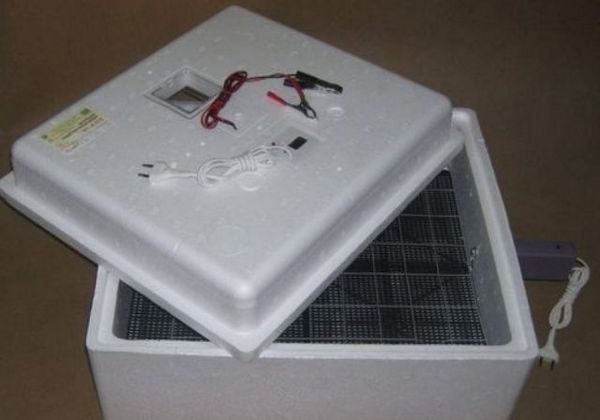 Κορυφαία κότα επώασης