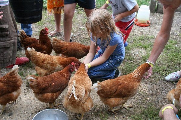 Feeding laying hens with babies
