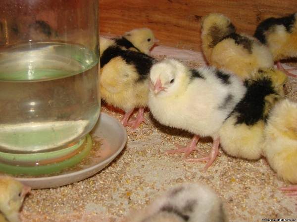 Poulets près de l'auge