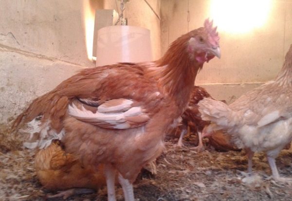 Nourrir les poulets Redbro