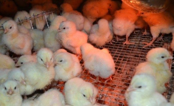 Κοτόπουλα κοτόπουλων