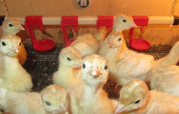 Μηνιαία poults γαλοπούλας