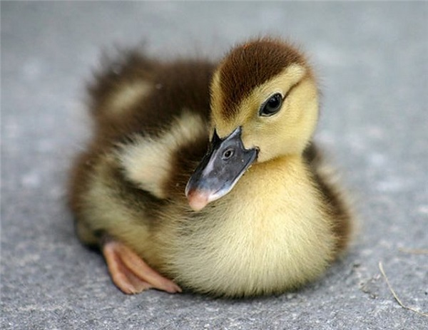  επώαση αυγών πάπιων