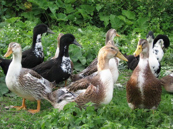 Εγχώρια πάπια