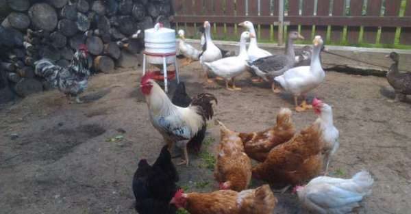 Hühner, Enten, Gänse, Puten