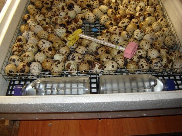 Mantenere la giusta temperatura nell'incubatrice