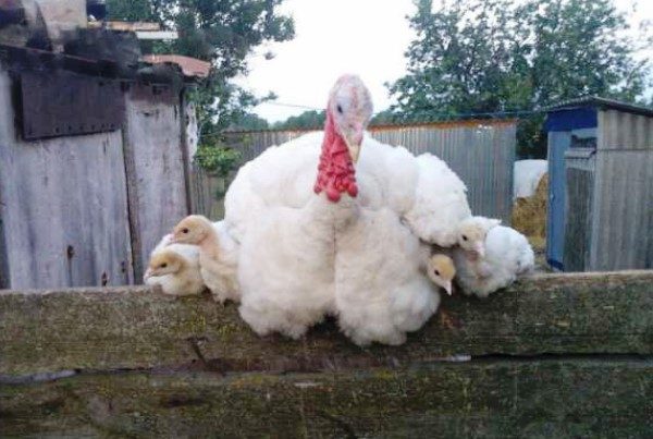 Adult turkey with turkey poults on the farm