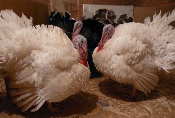 Breed beyaz geniş göğüslü