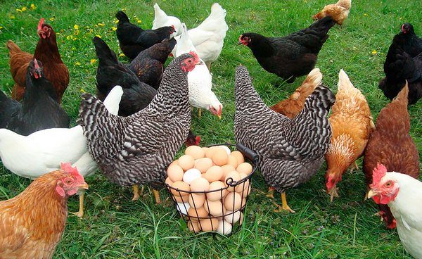 Hens collection from laying hens