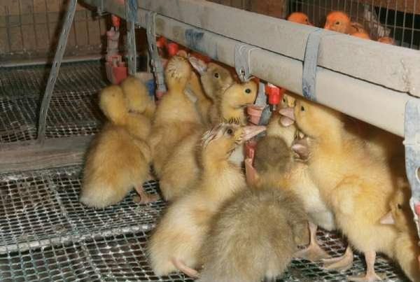 Τα κοτόπουλα πίνουν από ποτήρια