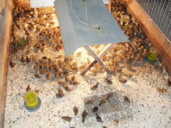 Organizzazione del contenuto di pulcini