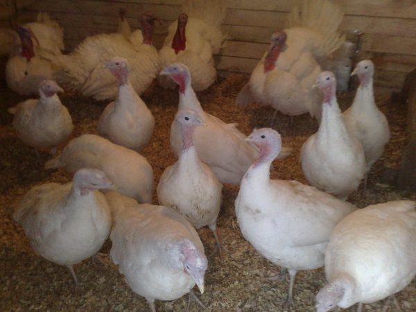 Yetiştirilen beyaz geniş göğüslü hindi