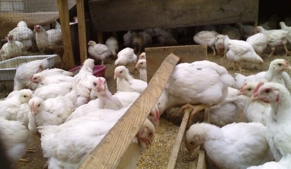 Aspergillosi di pollo