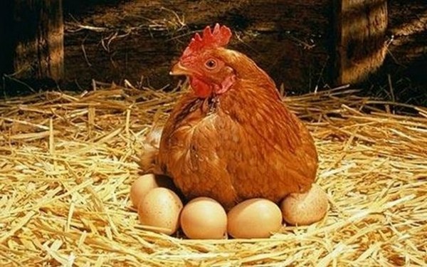  Nourrir les poules pondeuses