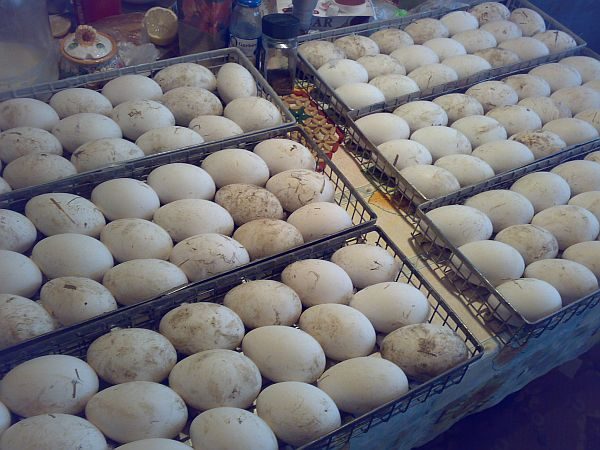 Ovos de ganso na incubadora