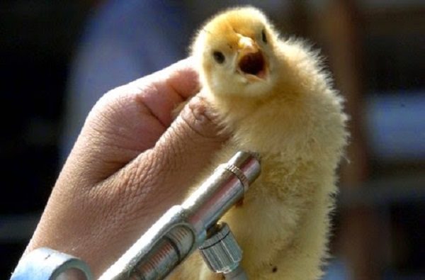Vaccination of Chickens for Coccidiosis