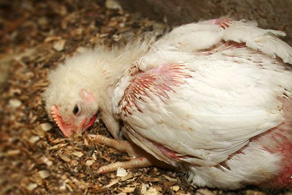Coccidiosis Chicken