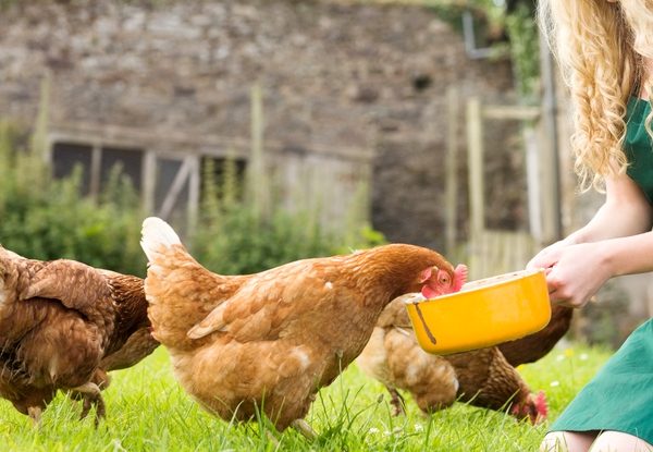 The organization of feeding laying hens