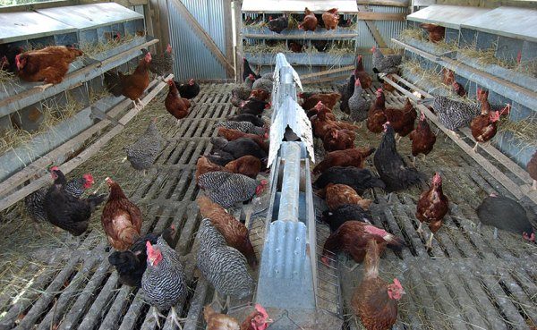 Nutrire le galline ovaiole