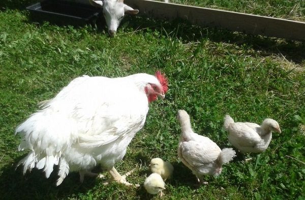 Cobb 500 бройлери