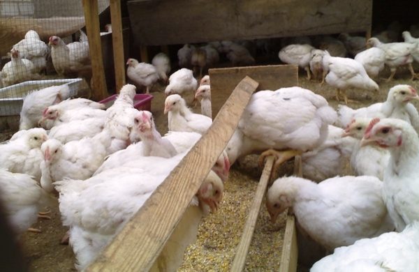 Adding Medicines for Coccidiosis to Birds Food