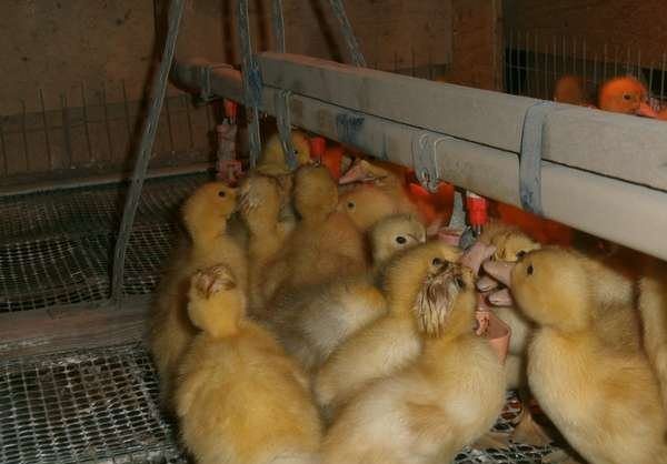 Des oisons boivent dans des bols