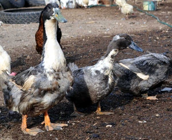 favori de la race de canard