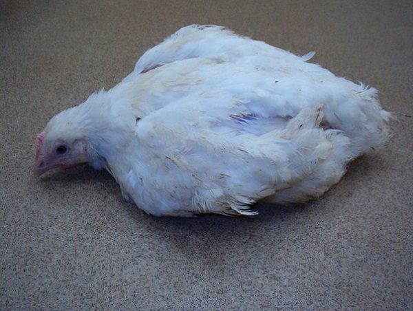 Coccidiosis chicken