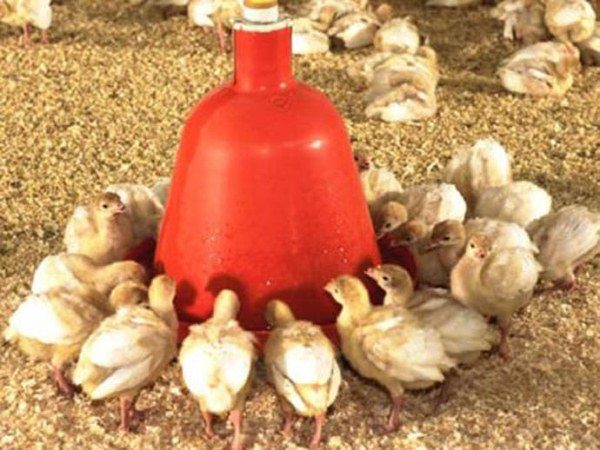 Avtopoilka für Vögel