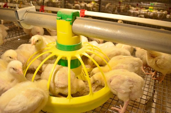 Пилешка храна