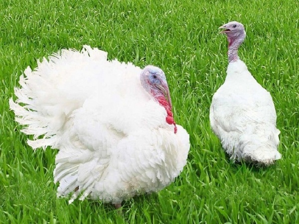  broiler turkey breeding