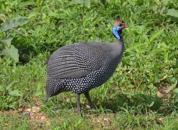  guinea fowl