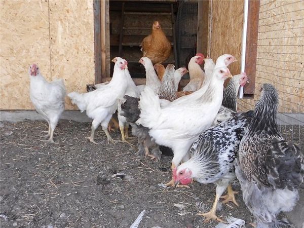 poulets de chair deux mois