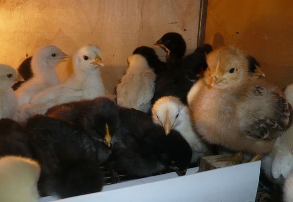 poulets âgés de deux semaines