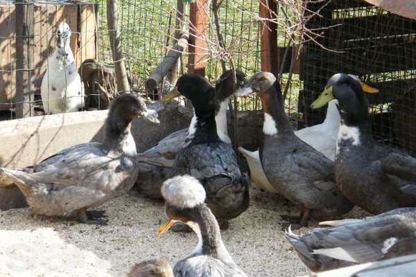 favori de canard dans le stylo