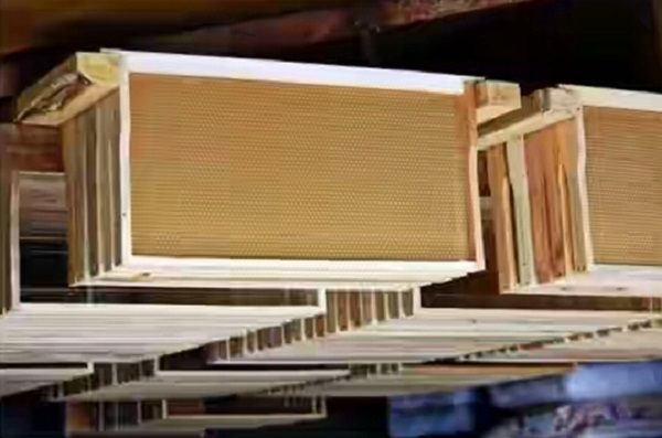 Quels sont les cadres pour la ruche