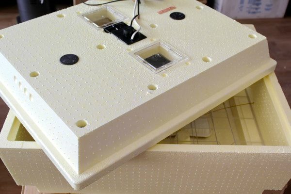 Incubator Cinderella closeup