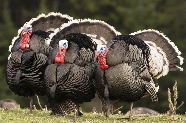 Breeding turkeys at home