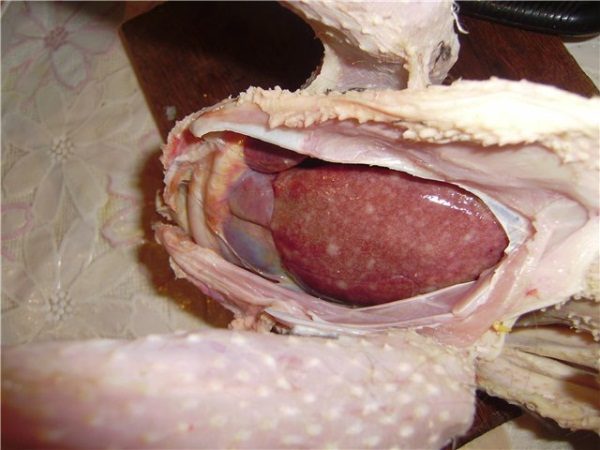 Coccidiosi negli uccelli