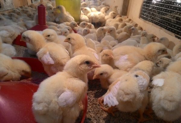 poulets hebdomadaires